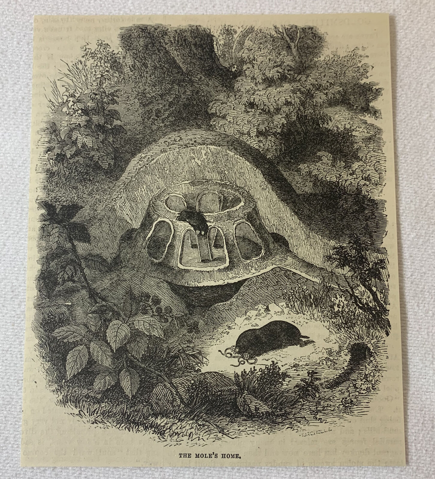 1882 Magazine Engraving~ The Mole's Home